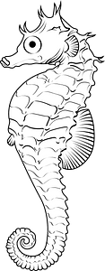 Lined seahorse (Hippocampus erectus)