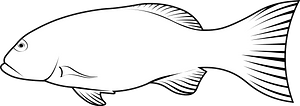 Leopard coral grouper (Plectropomus leopardus)