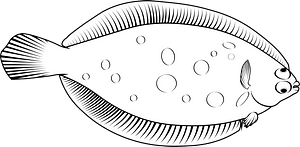 Lemon sole (Microstomus kitt)