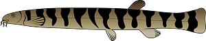 Kuhli loach (Pangio kuhlii)