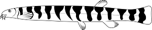 Kuhli loach (Pangio kuhlii)