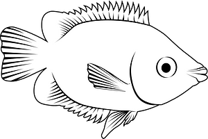 Kissing gourami (Helostoma temminkii)