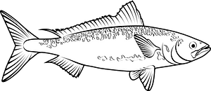 Kahawai (Arripis trutta)