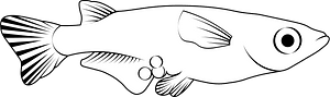 Japanese rice fish (Oryzias latipes)
