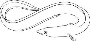 Japanese eel (Anguilla japonica)