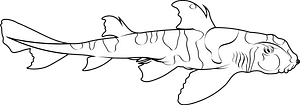 Japanese bullhead shark (Heterodontus japonicus)