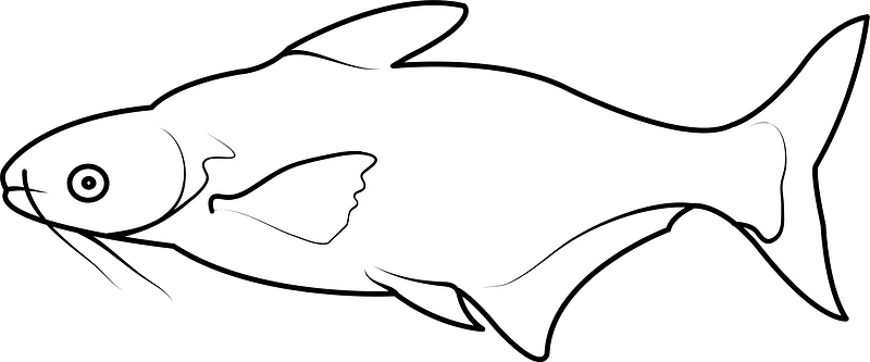 Iridescent shark catfish (Pangasianodon hypophthalmus)