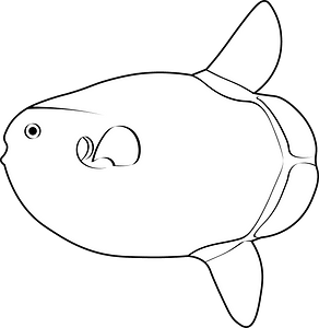 Hoodwinker sunfish (Mola tecta)