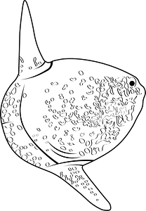 Hoodwinker sunfish (Mola tecta)