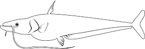 Helicopter catfish (Wallago attu)