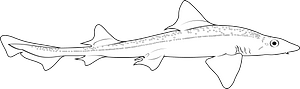 Gummy shark (Mustelus antarcticus)