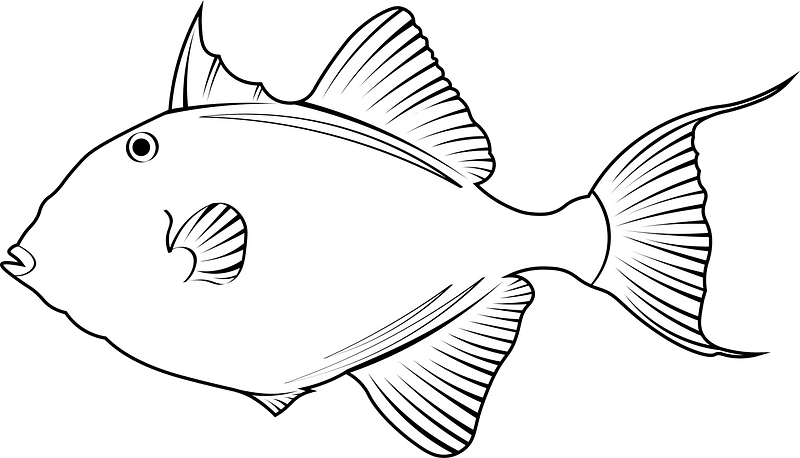 Grey triggerfish (Balistes capriscus)