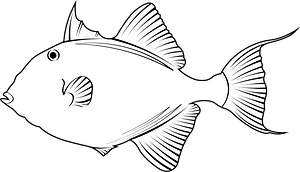 Grey triggerfish (Balistes capriscus)