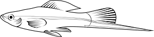 Green swordtail (Xiphophorus hellerii)