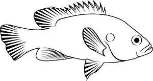 Green sunfish (Lepomis cyanellus)
