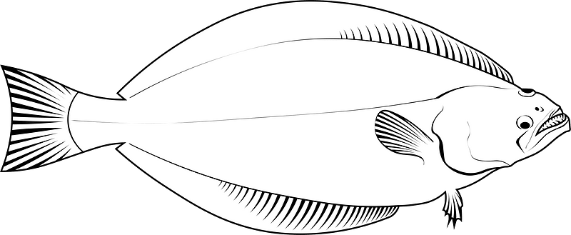 Greenland halibut (Reinhardtius hippoglossoides )