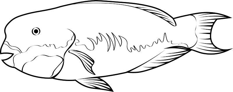 Green humphead parrotfish (Bolbometopon muricatum)