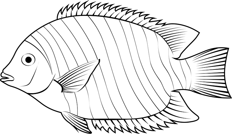 Green chromide (Etroplus suratensis)