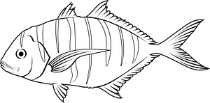 Golden trevally (Gnathanodon speciosus)