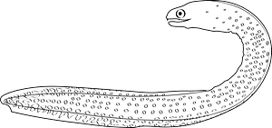 Goldentail moray eel (Gymnothorax miliaris)