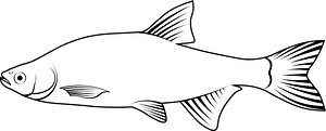 Golden shiner (notemigonus crysoleucas)