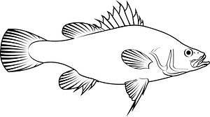 Golden perch (Macquaria ambigua)