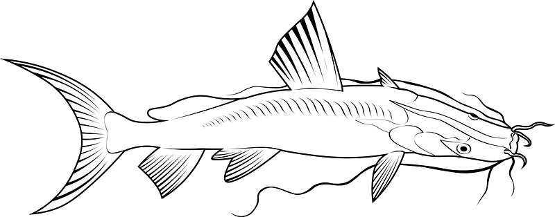 Giant river-catfish (Sperata seenghala)