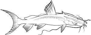 Giant river-catfish (Sperata seenghala)