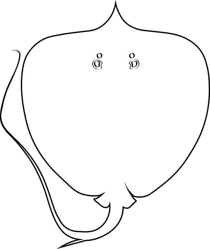 Giant freshwater stingray (Urogymnus polylepis)