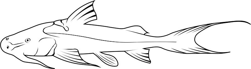 Giant devil catfish (Bagarius yarrellii)