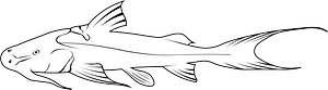 Giant devil catfish (Bagarius yarrellii)