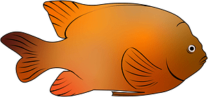 Garibaldi damselfish (Hypsypops rubicundus)