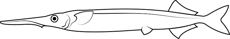 Garfish (Belone belone)