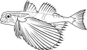 Flying gurnard (Dactylopterus volitans)