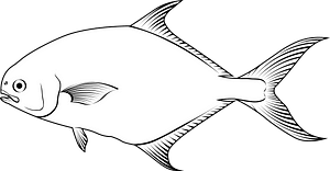 Florida pompano (Trachinotus carolinus)