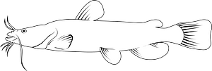 Flathead catfish (Pylodictis olivaris)