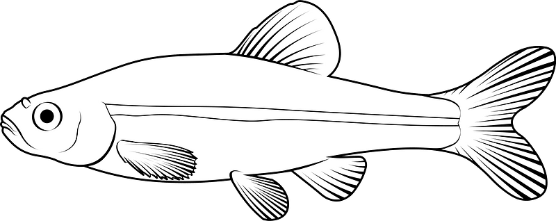 Fathead minnow (Pimephales promelas)