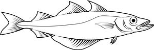 European pollock (Pollachius pollachius)