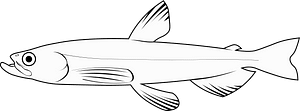 Eulachon (Thaleichthys pacificus)