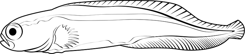 Engineer goby (Pholidichthys leucotaenia)