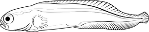 Engineer goby (Pholidichthys leucotaenia)