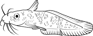 Eel-tailed catfish (Tandanus tandanus)