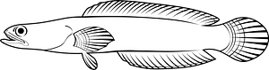 Dwarf snakehead (Channa gachua)