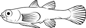 Dwarf pygmy goby (Pandaka pygmaea)