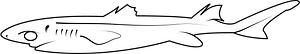 Dwarf lanternshark (Etmopterus perryi)