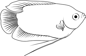 Dwarf gourami (Trichogaster lalius)