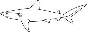 Dusky shark (Carcharhinus obscurus)