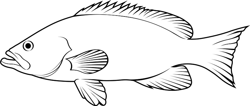 Dusky grouper (Epinephelus marginatus)
