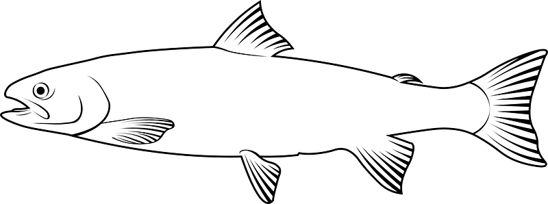 Dolly Varden trout (Salvelinus malma)