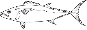 Dogtooth tuna (Gymnosarda unicolor)
